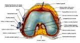 Anatomie: heup,bovenbeen,knie,onderbeen,enkel,voet,acetabulum,collum femoris,trachanter,femur,epicondyl,meniscus,kruisband,cruciate ligament,patella,knieschijf,tibia,fibula,malleolus,talus,calcaneus,tarsus,metatarsus,phalanx,falanx,quadriceps femoris,rectus femoris,sartorius,tensor fasciae latae,tractus iliotibialis,biceps femoris,gastrocnemius,semimembranosus,semitendinosus,soleus,suralis,vena saphena parva,vena saphena magna,sciatic,ischiadicus,peronea